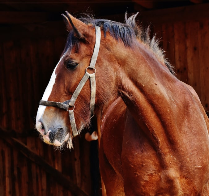 Horse in barn